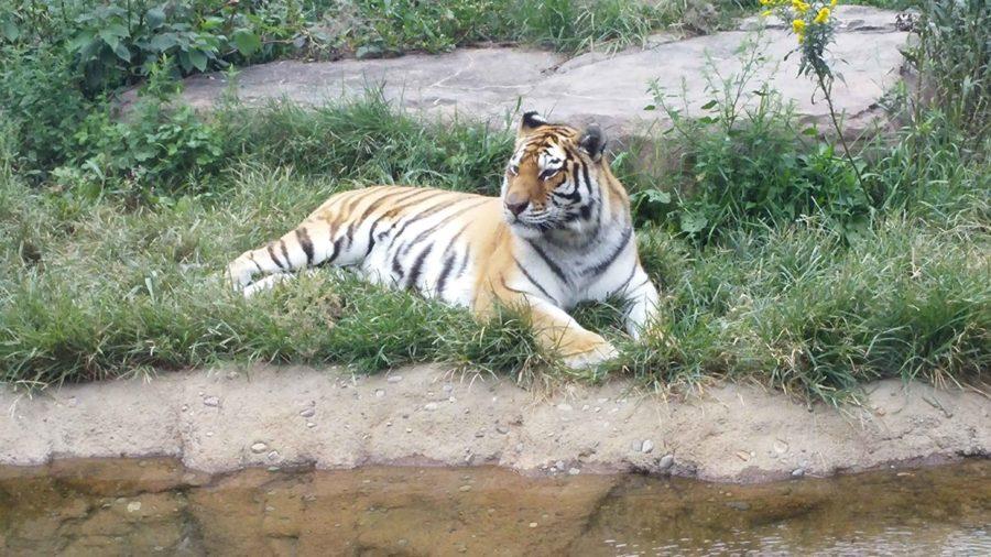 The Erie Zoo's Bengal tiger hangs out on a hot day by the water.