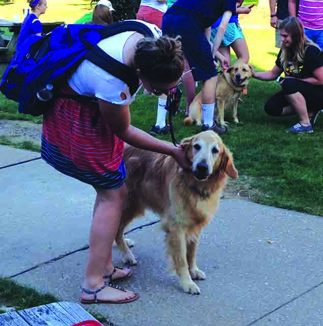 Dogs swarm Garvey Park for biannual Dog Days event. Students were free to meet and pet Mercyhurst community’s furry friends. 