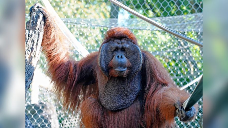 Joe the orangutan of the Erie Zoo passes away